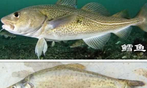 油鱼和鳕鱼的区别,油鱼和鳕鱼的区别图片图5