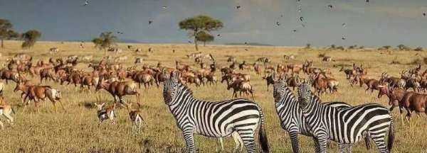 非洲大草原有哪些动物,非洲大草原上有哪些动物图2