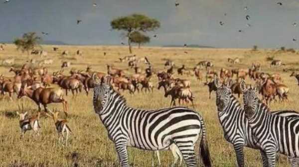 非洲大草原有哪些动物,非洲大草原上有哪些动物图3