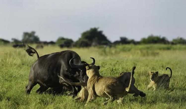 生活在非洲大草原的动物有哪些图片