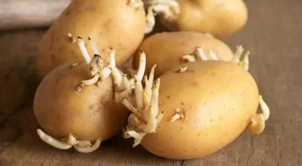即将发芽的土豆能吃吗