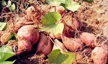 红薯怎么储存过冬不会坏，红薯什么时候收获便于冬天保存？图1