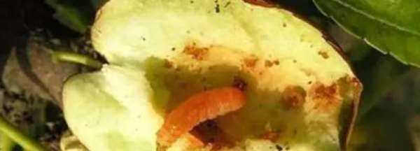 红枣生的是什么虫,干枣里面的虫子是怎么生成的图2