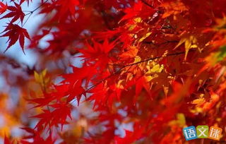 关于秋天奋斗的诗句关于秋的励志诗句