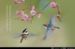 关于花和鸟的诗句