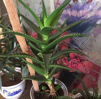 养花的好处与坏处