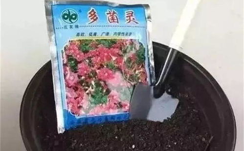 养花能用多菌灵喷洒花卉吗