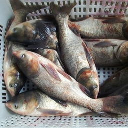 7.鰱魚和鱅魚主要區別是什麼