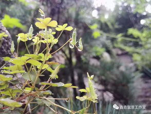 养花没有合适的土怎么办