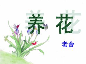 老舍《养花》课件