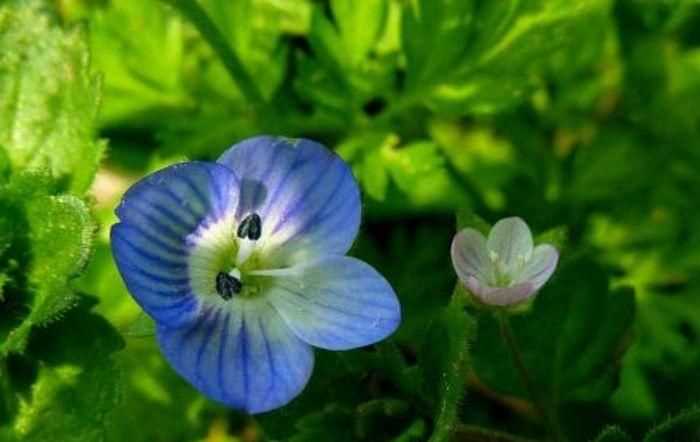 阿里花名字由来