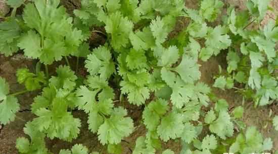 芫荽和香菜的区别香菜为什么叫芫荽