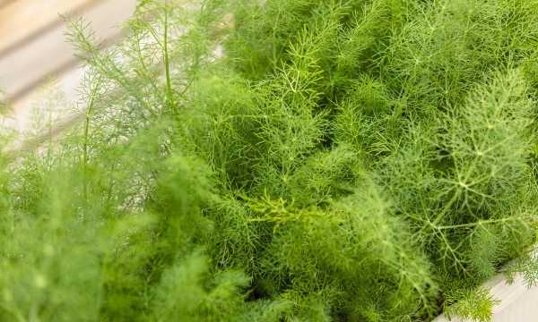 茴香吃叶子还是茎,球茎茴香和割茬茴香有什么区别呢图3