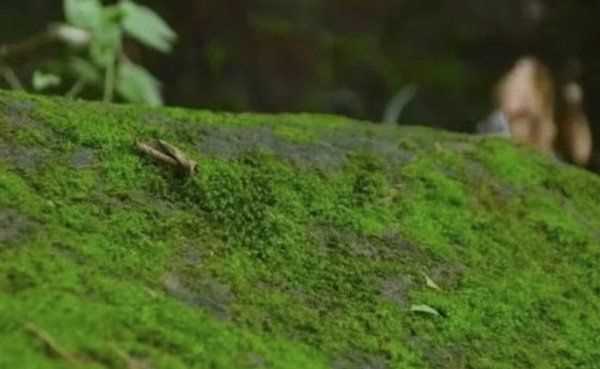 水中青苔怎么快速清除,水池边青苔怎么快速清除图4