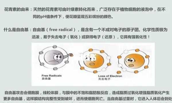 红心火龙果的花青素在细胞的哪里