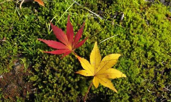 枫糖浆是什么东西,枫叶能做贺卡还能做什么图2