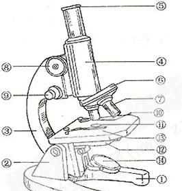 显微镜各部分名称