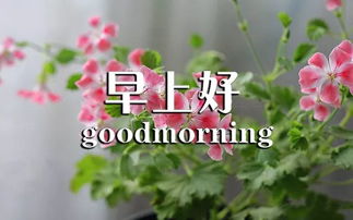 经典,早安,句子,语录