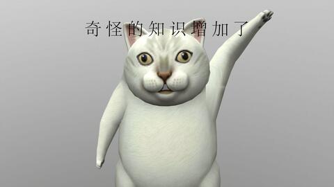 关于猫正能量的句子