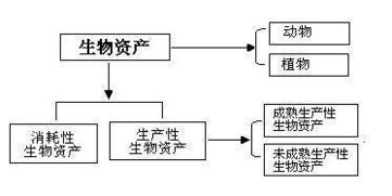 生产性生物资产是哪个会计科目