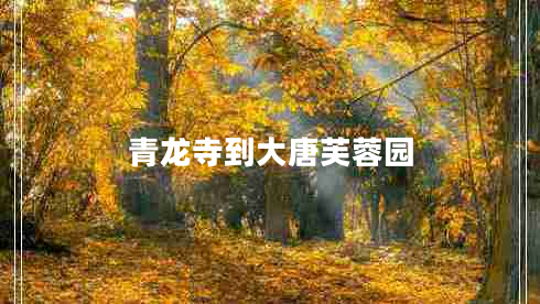 青龙寺到大唐芙蓉园