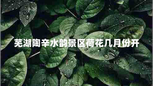 芜湖陶辛水韵景区荷花几月份开