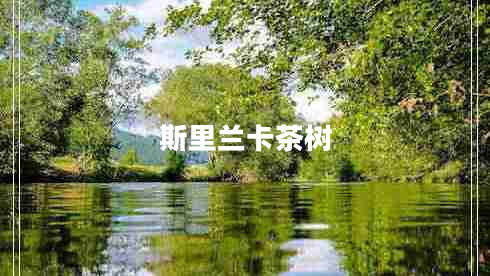 斯里兰卡茶树