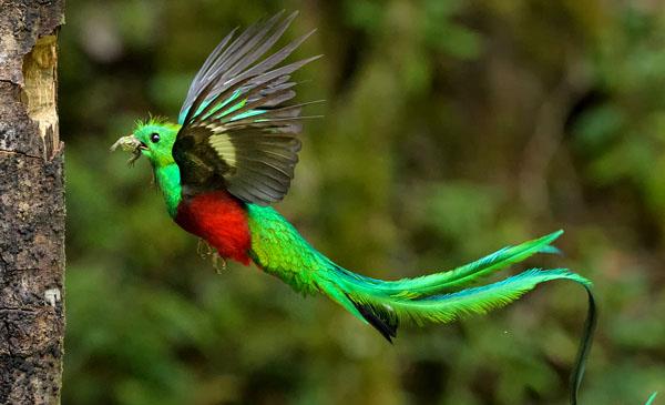 動物百科:鳳尾綠咬鵑,其他叢林攀禽-學習鳥