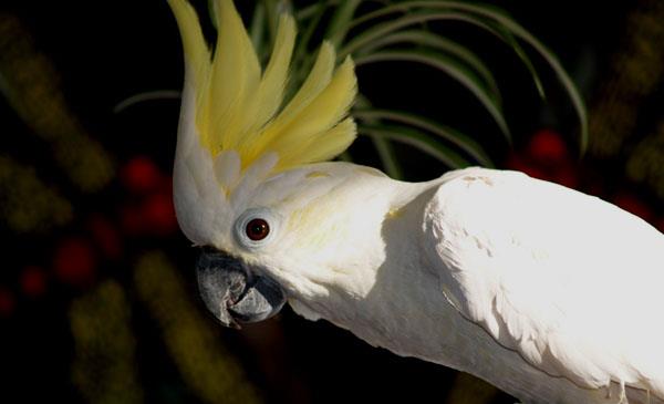 寫作動物素材小葵花鳳頭鸚鵡,鳳頭叢林攀禽-學習鳥