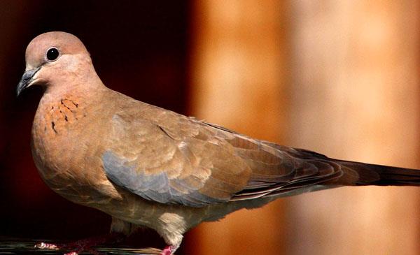 棕斑鳩:別名藍肩斑鳩,為鴿形目,鳩鴿科,珠頸斑鳩屬鳥類,原產於亞洲