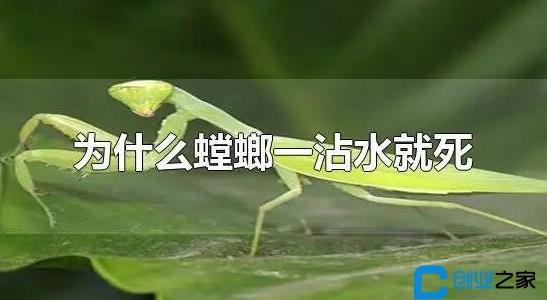 螳螂是益虫还是害虫