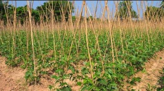 土豆种植成本和利润多少