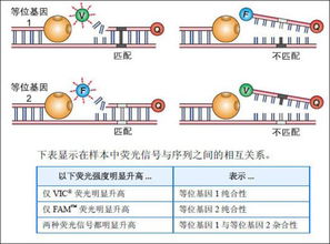 检测snp多态性的方法有哪些