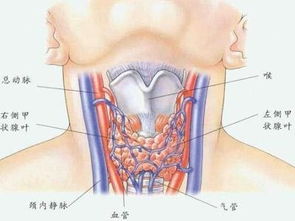 甲状腺症状及治疗方法有哪些