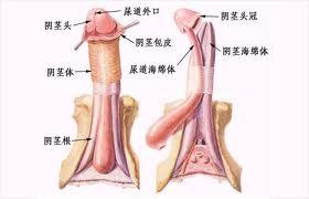 有哪些方法可以增大阴茎