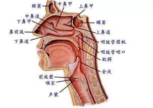 打开喉咙的方法有哪些