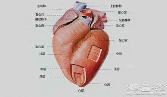 心肌缺血食疗方法都有哪些