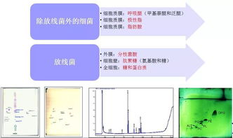 获得纯培养物有哪些方法