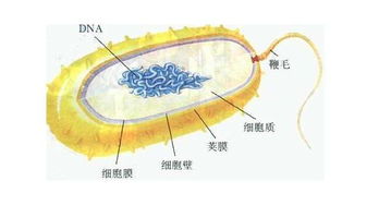 通过哪些方法可以观察到细菌的细胞壁