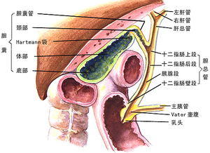 胆囊有息肉有哪些治疗方法