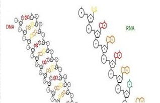 核酸分子的标记有哪些方法