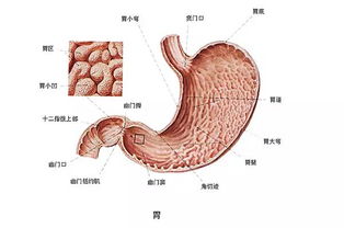 胃癌的根治方法有哪些