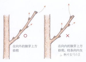 剪枝的方法有哪些