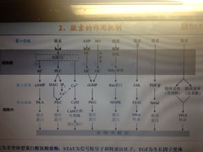 激素的调节记忆方法有哪些