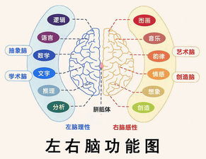 右脑记忆方法有哪些