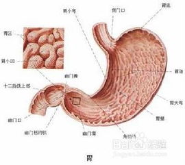 胃大的怎么减肥方法有哪些