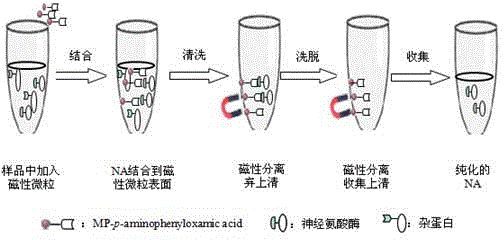 确定酶的纯化方法有哪些