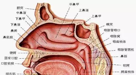 鼻炎症状缓解方法有哪些