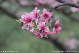 诗句,图画,桃花