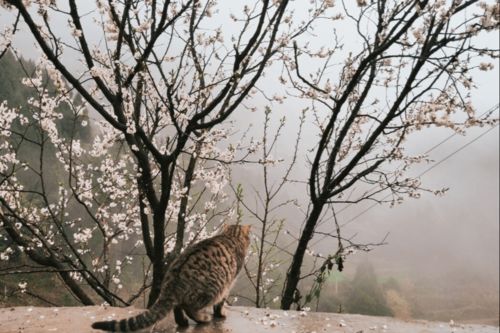 春雨寒冷的诗句古诗